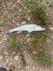 Zander