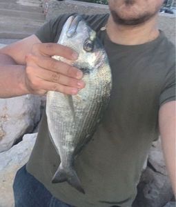 Gilthead Seabream