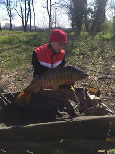 Common Carp