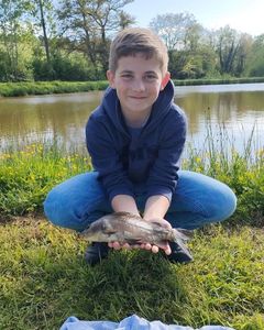 Common Carp