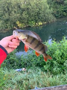 European Perch