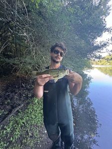 Largemouth Bass