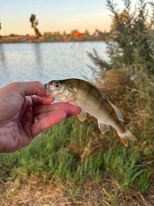European Perch
