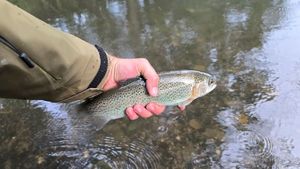 Rainbow Trout