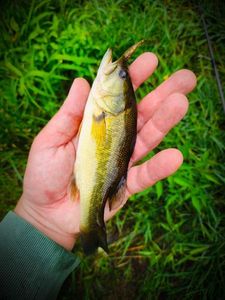 Largemouth Bass