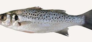 Spotted Seabass