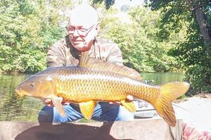 Common Carp