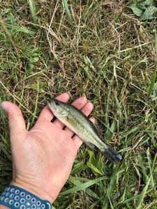 Smallmouth Bass