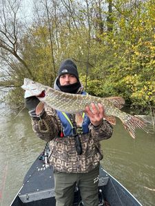 Northern Pike