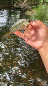 European Perch
