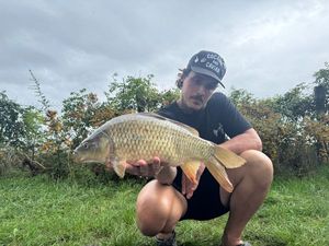 Common Carp