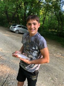 Brown Trout