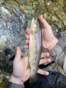 Brown Trout