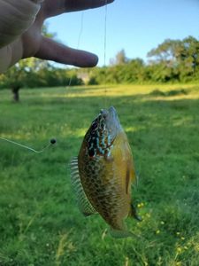 Green Sunfish