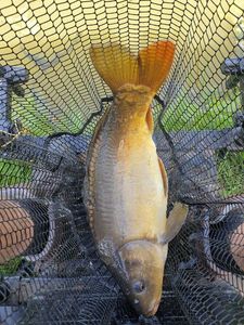 Mirror Carp