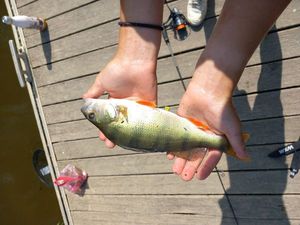 European Perch