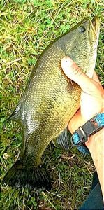 Largemouth Bass