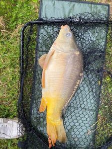 Leather Carp