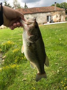Largemouth Bass