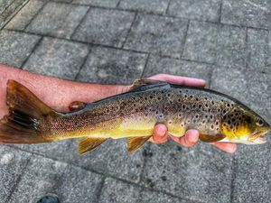 Brown Trout