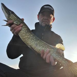 Northern Pike