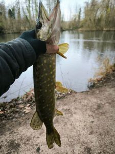 Northern Pike