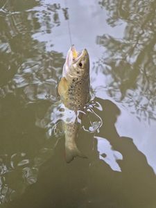Brown Trout