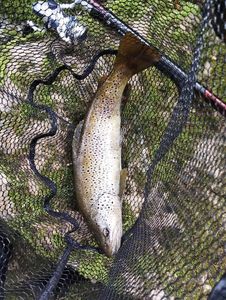 Brown Trout