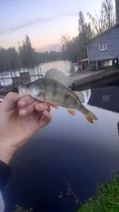 European Perch