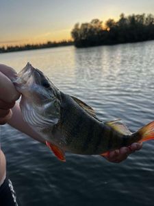 European Perch