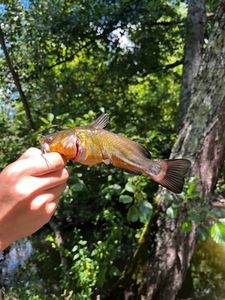 Black Bullhead