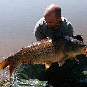 Common Carp