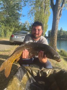 Common Carp