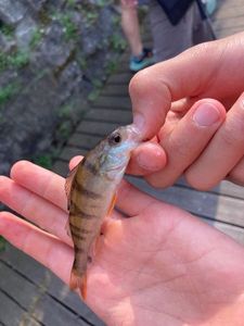 European Perch