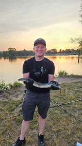 European Eel (Common Eel)
