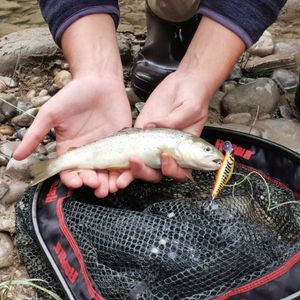 Brown Trout