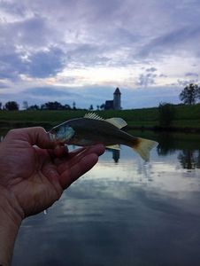 Largemouth Bass