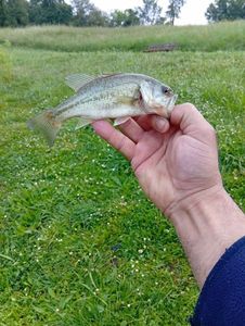 Largemouth Bass