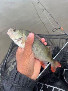 European Perch