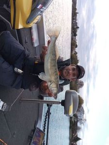 Zander