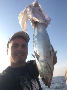 Skipjack Tuna