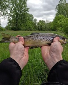 Brown Trout