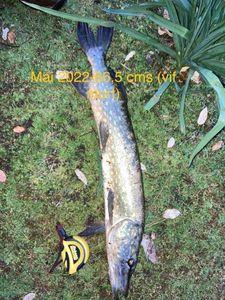 Northern Pike