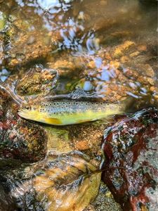 Brown Trout