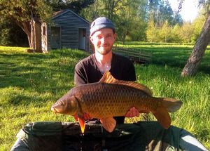 Common Carp