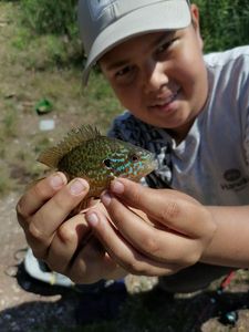 Green Sunfish