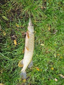 Northern Pike