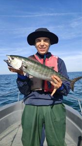 Atlantic Bonito