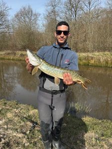 Northern Pike