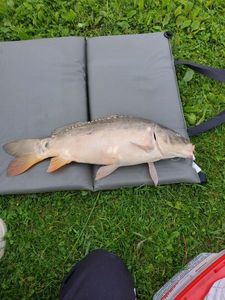 Leather Carp